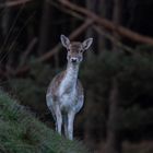 Damhirsch gemütlich beim äsen