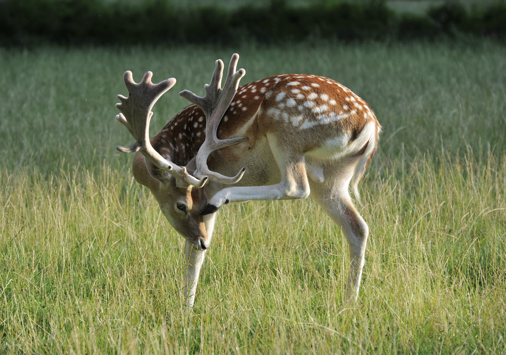 Damhirsch im Bast - Fallow dear with bast horns