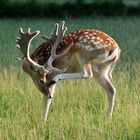 Damhirsch im Bast - Fallow dear with bast horns