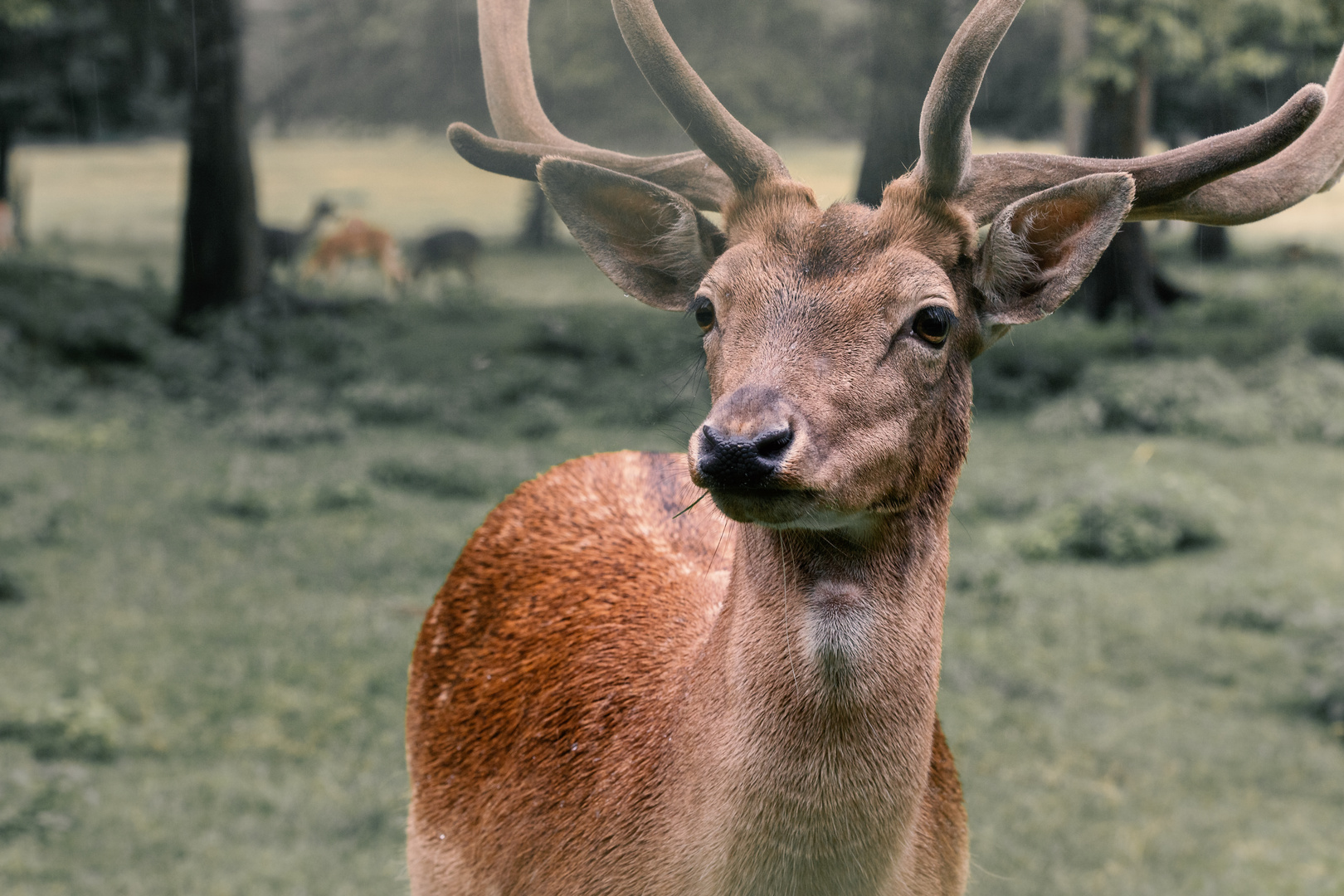 Damhirsch im Cumberland, Österreich