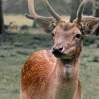 Damhirsch im Cumberland, Österreich