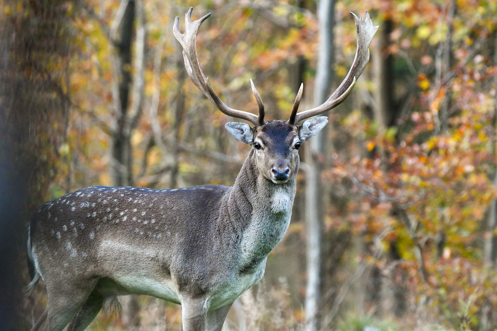 Damhirsch im Herbst
