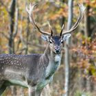 Damhirsch im Herbst