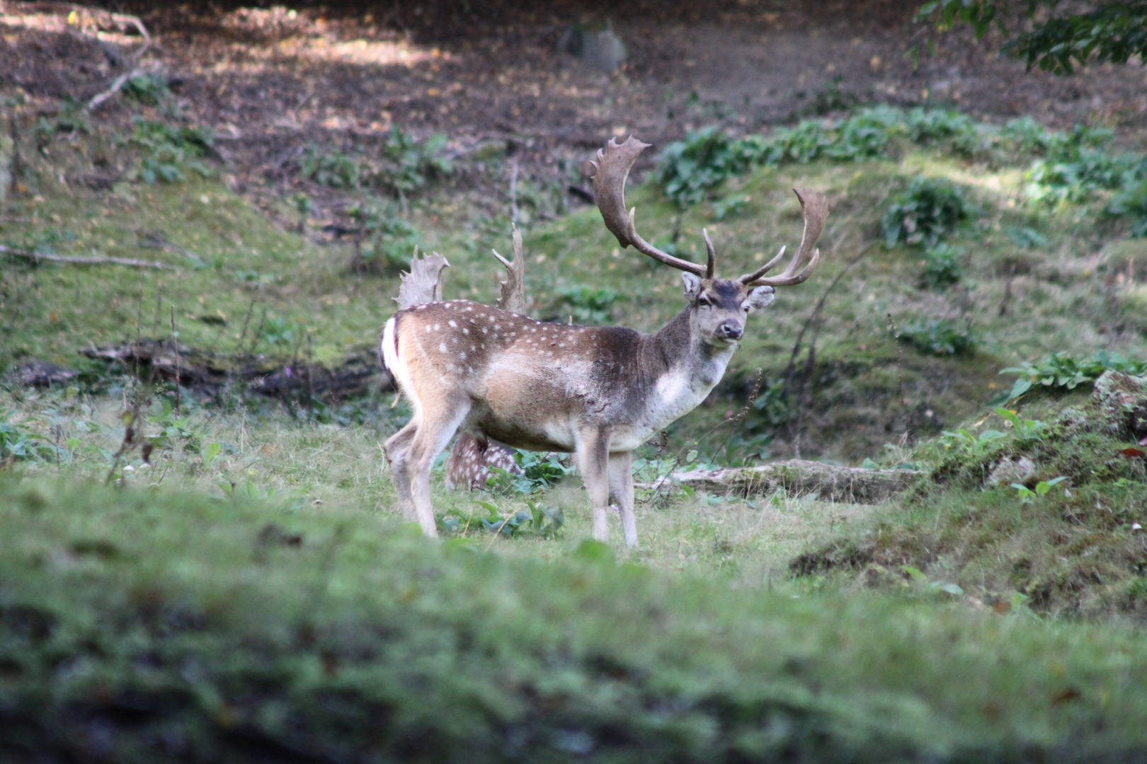 Damhirsch im Herbstwald