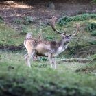 Damhirsch im Herbstwald