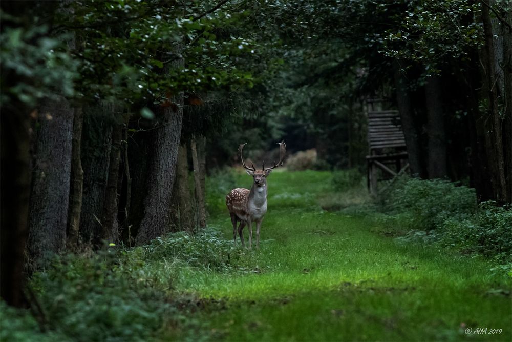 Damhirsch im letzten Licht