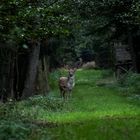 Damhirsch im letzten Licht