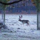 Damhirsch im Morgenfrost