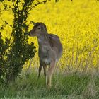 Damhirsch im Ödlandstreifen