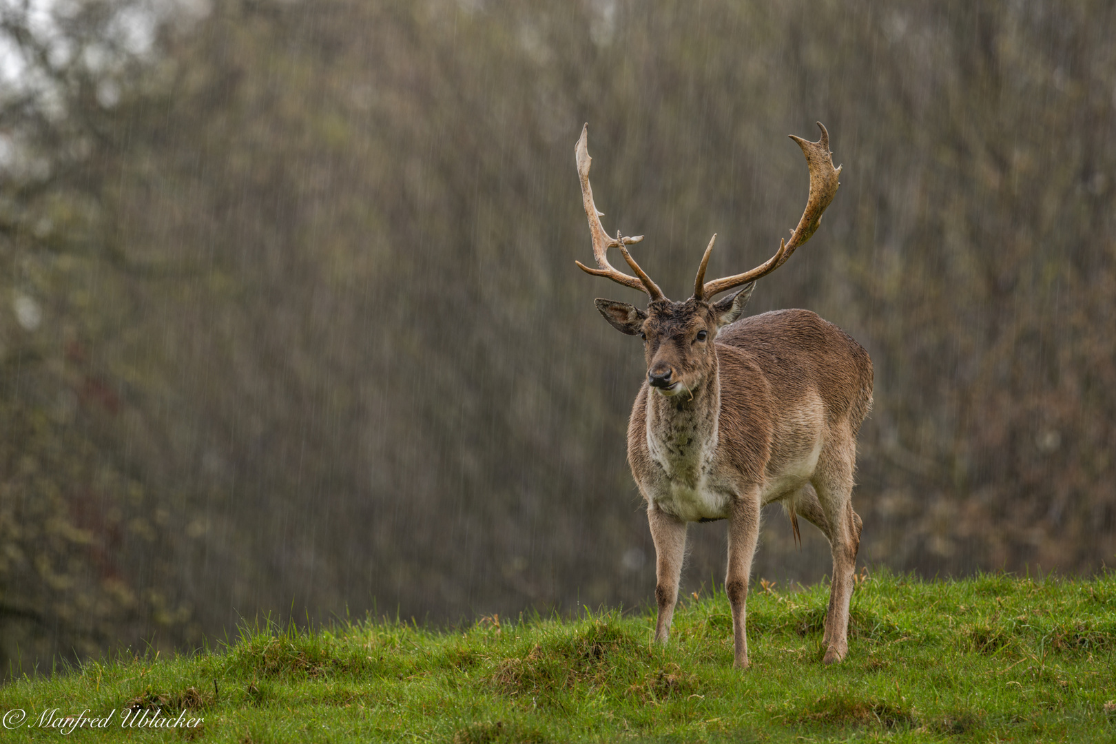 Damhirsch im Regen ...