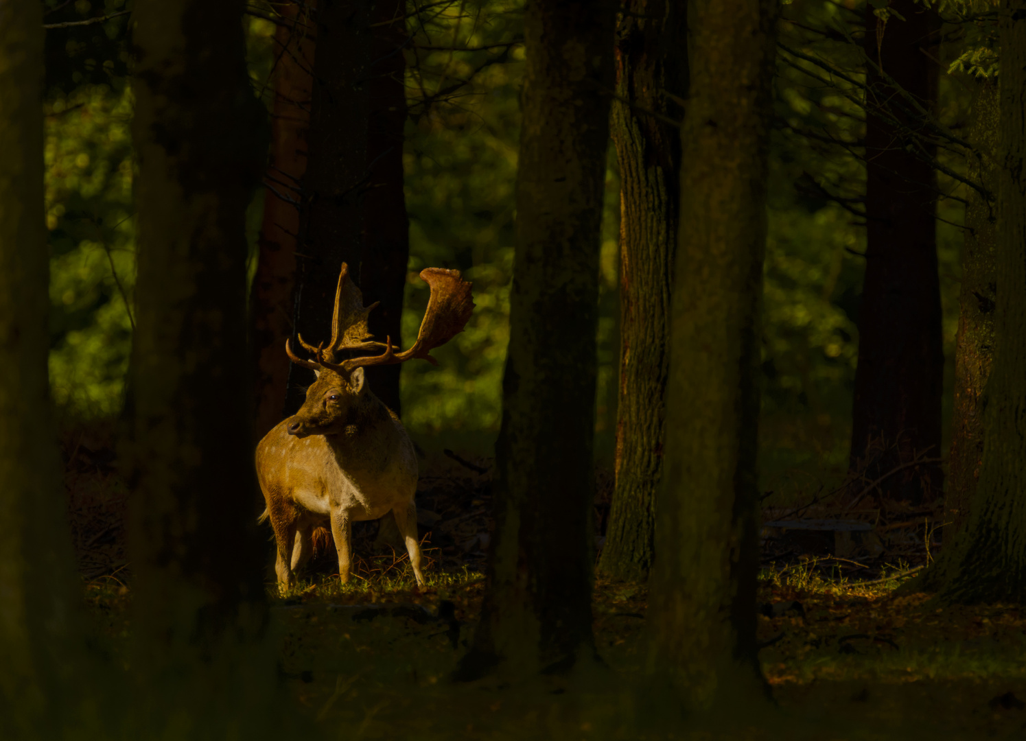 Damhirsch im richtigen Licht