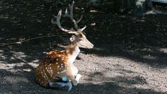 Damhirsch im Schatten