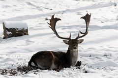 Damhirsch im Schnee