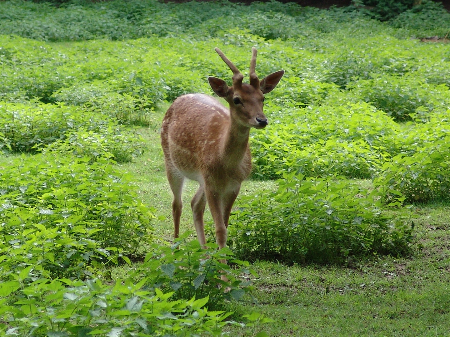 Damhirsch im Wald