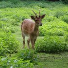 Damhirsch im Wald