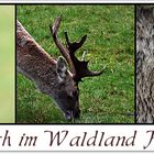 Damhirsch im Waldland Hohenroth