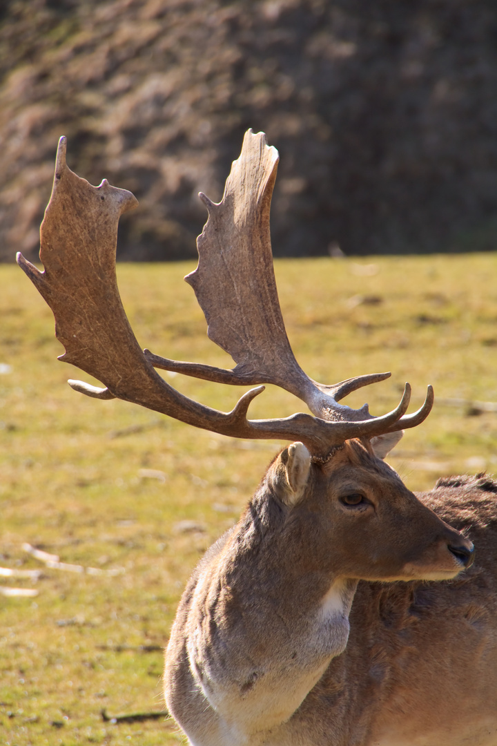 Damhirsch im Wildgehege