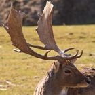 Damhirsch im Wildgehege