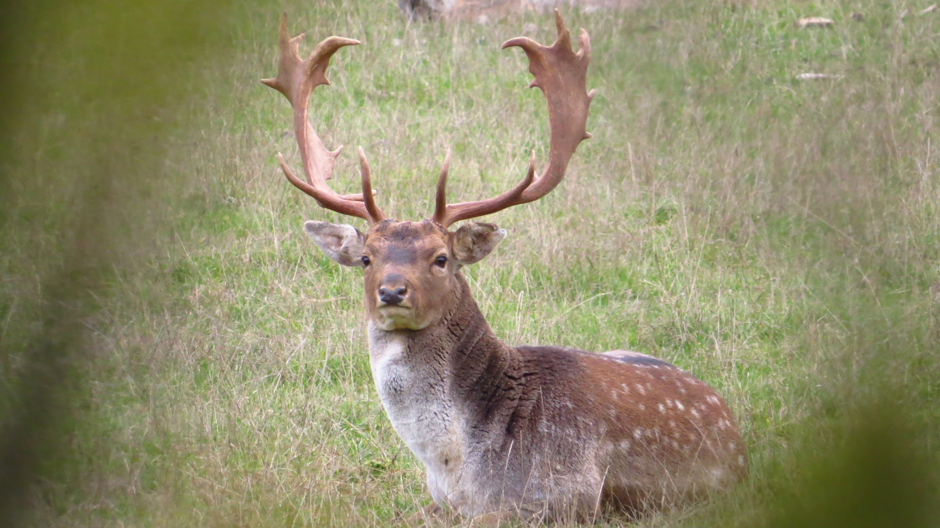 Damhirsch im Wildgehege