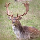 Damhirsch im Wildgehege