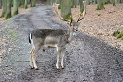 Damhirsch im wildpark