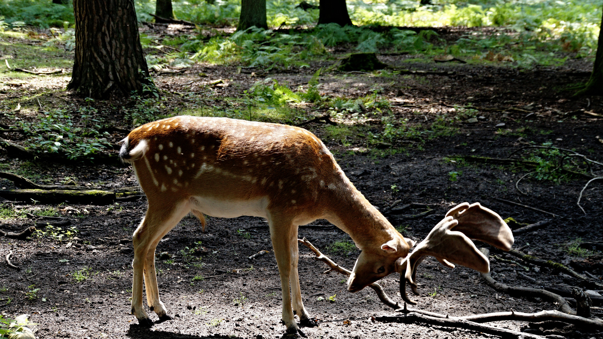 Wildtierpark Hanau Wildtierpark Hanau