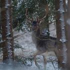 Damhirsch im Winter