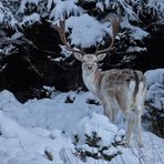 Damhirsch im Winterwald