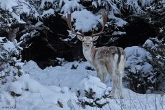 Damhirsch im Winterwald