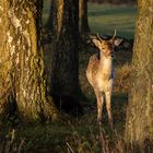 Damhirsch in der Morgensonne