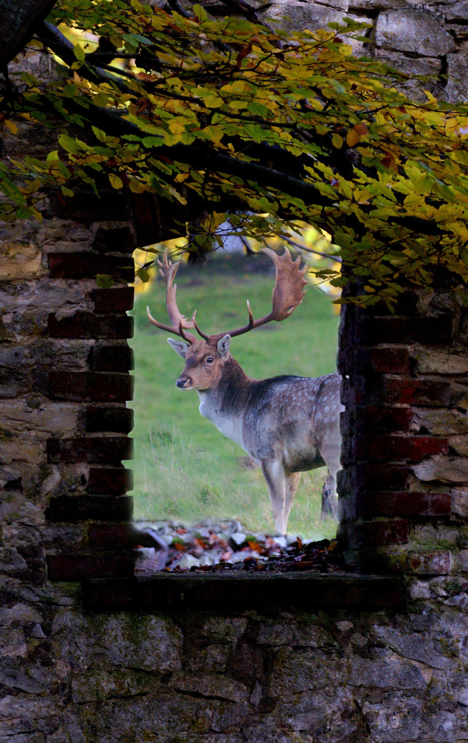 Damhirsch in der Senne