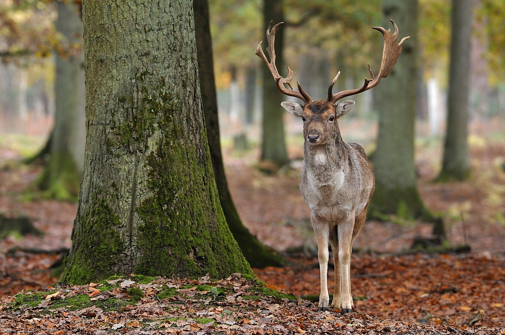 Damhirsch: In Foto – Position