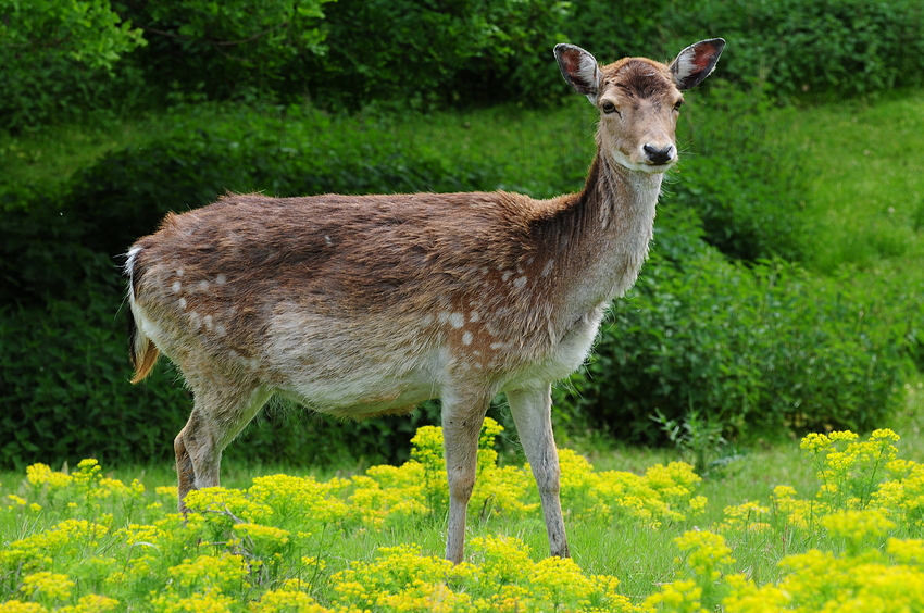 Damhirsch in Gelb