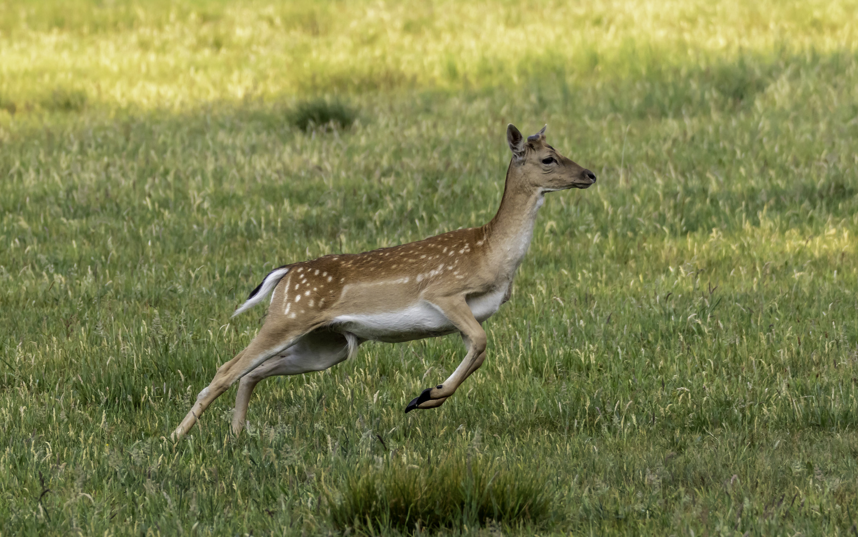 Damhirsch jungtier