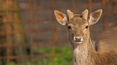 Damhirsch Kitz