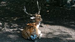 Damhirsch mit geschlossenen Augen