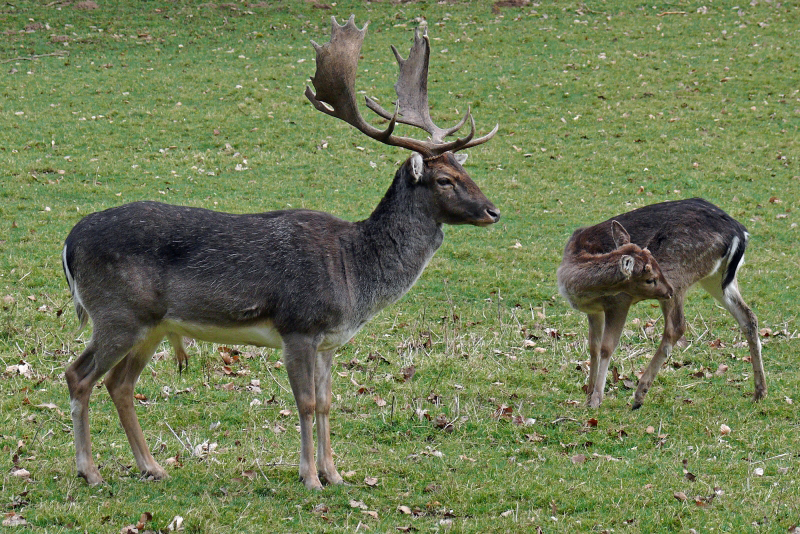 Damhirsch mit Kalb