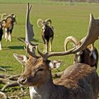 Damhirsch mit Mufflons