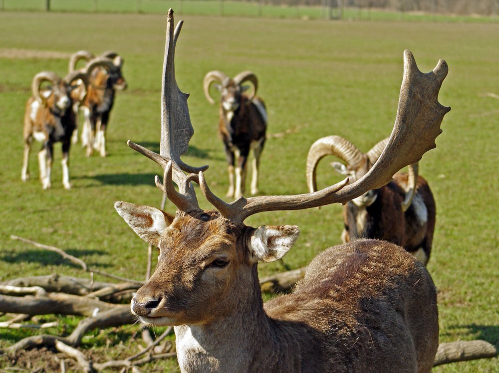 Damhirsch mit Mufflons