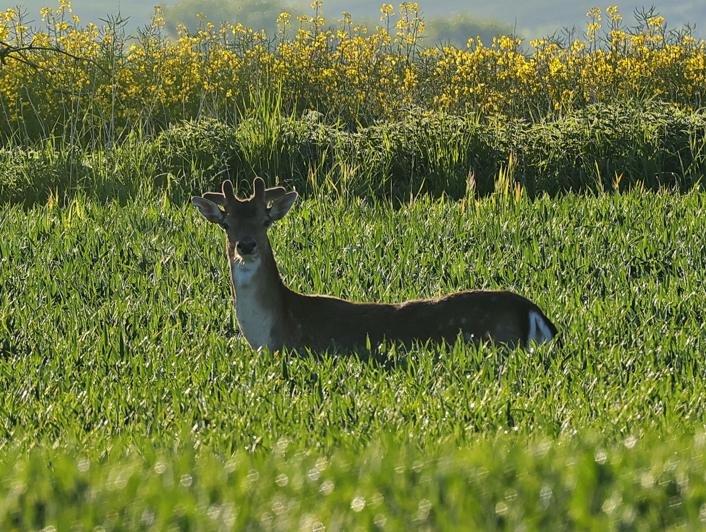 Damhirsch Nr 1