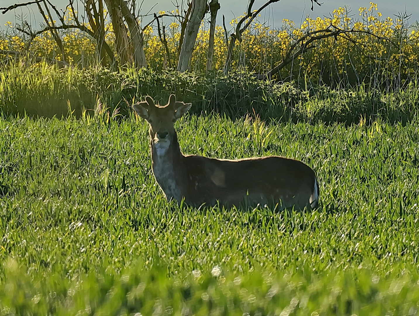 Damhirsch Nr 2