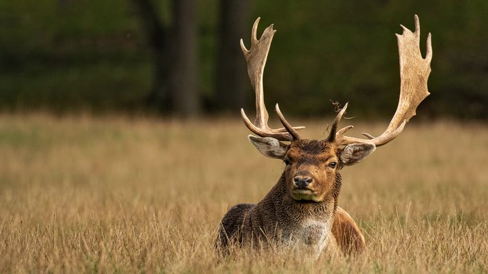 Damhirsch-Portrait 001a