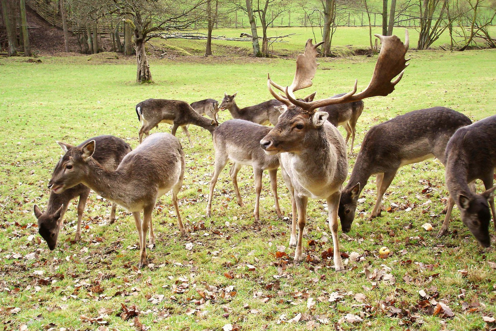  Damhirsch - Rudel 