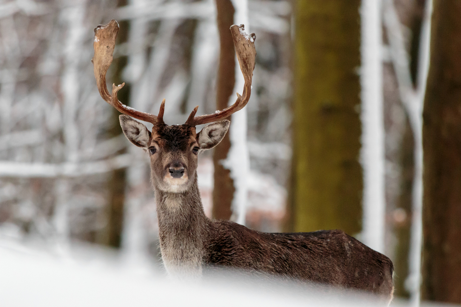 Damhirsch steht Schmiere