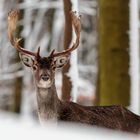 Damhirsch steht Schmiere