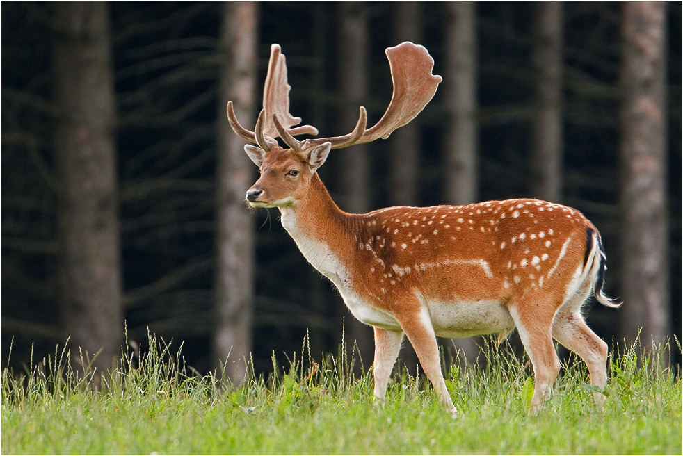 Damhirsch – Stille Jagd