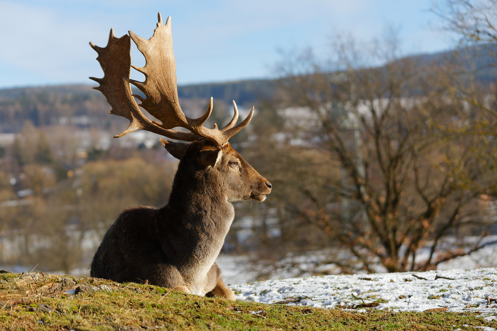 Damhirsch über dem Tal