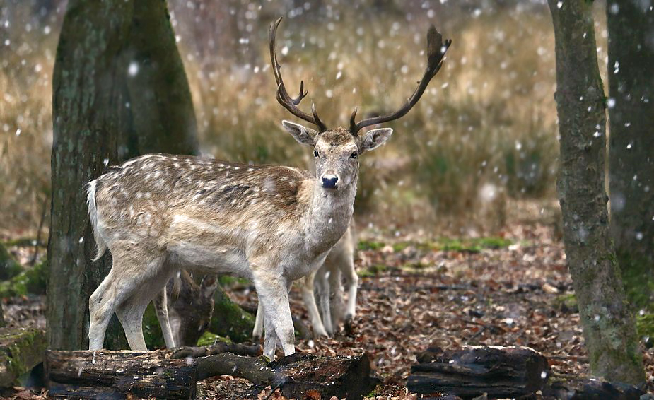 Damhirsch und der späte Schnee