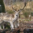 Damhirsch und der späte Schnee