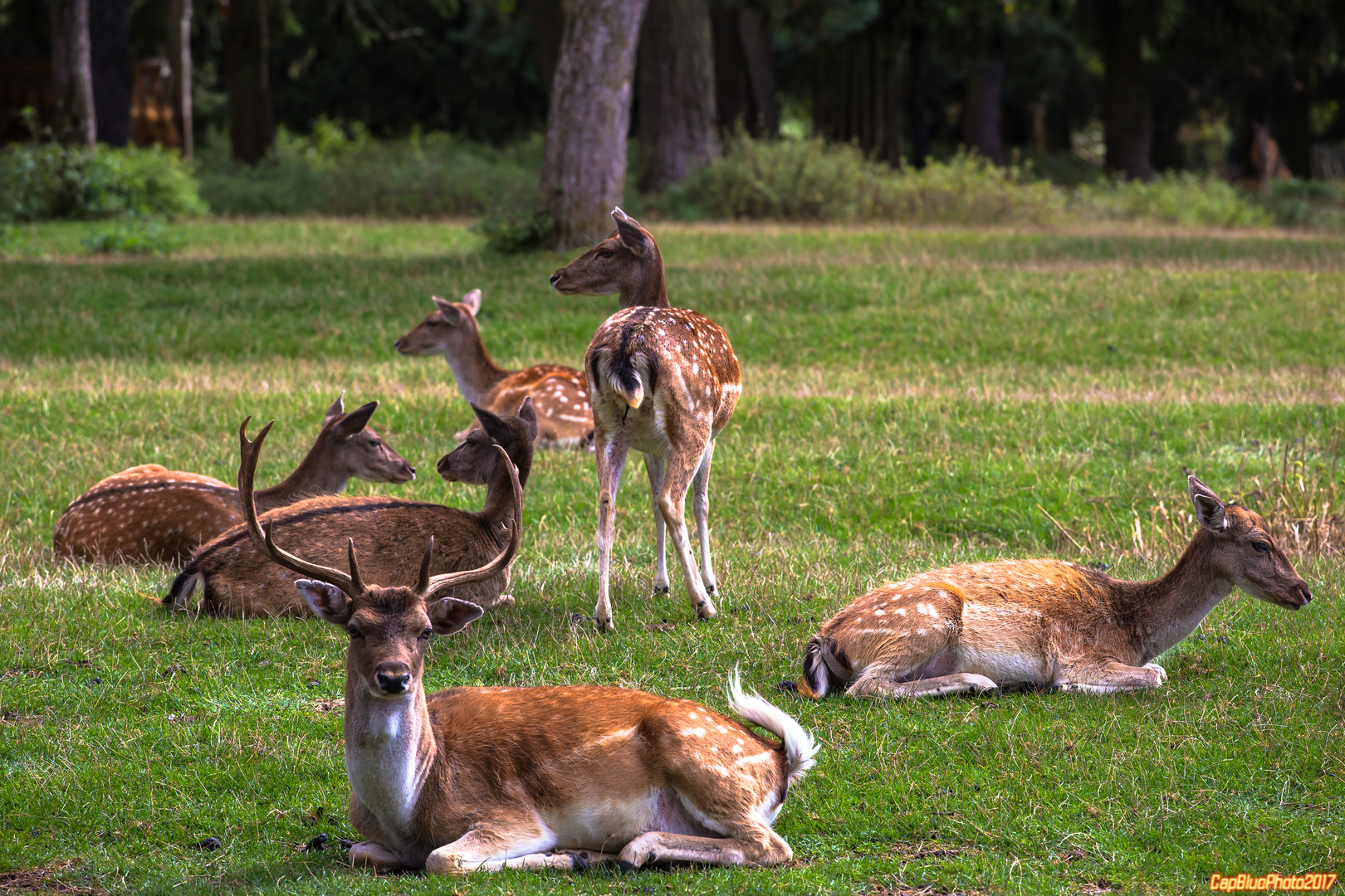 Damhirsch und Familie im Wildpark Silz